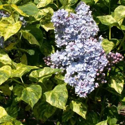 Сирень АУКУБАФОЛИЯ в Якутске