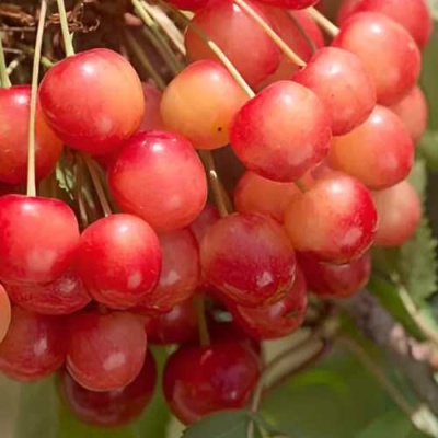 Черешня ЮЛИЯ в Якутске