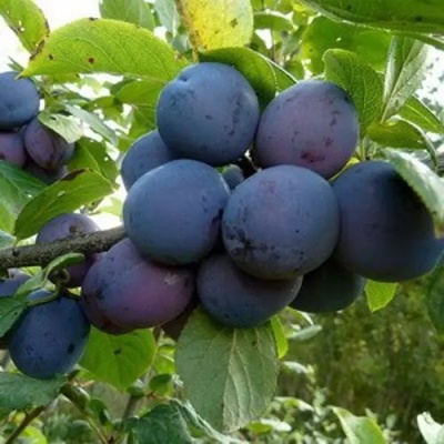 Слива КРОМАНЬ в Якутске