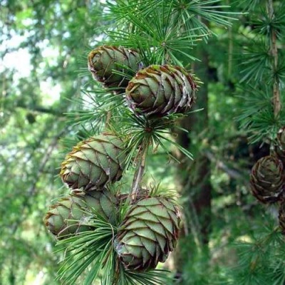 Лиственница европейская в Якутске