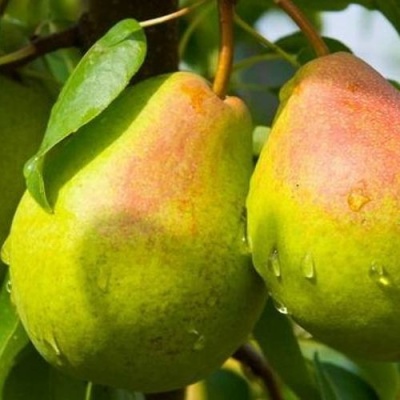 Груша ФЛЕЙТА в Якутске