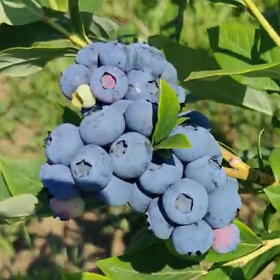 Голубика МЕГАС БЛЮ в Якутске
