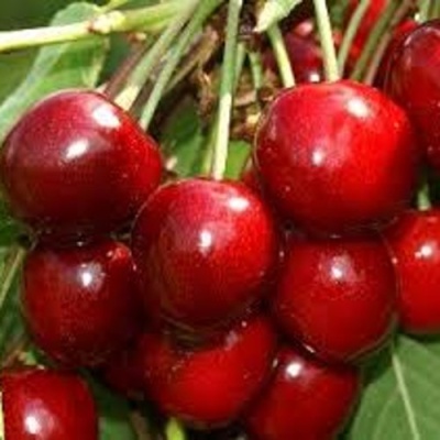 Черешня МИНЧАНКА в Якутске