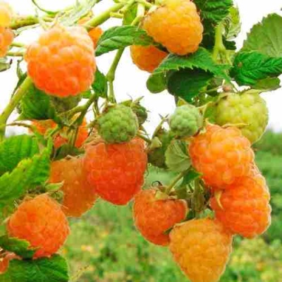 Малина ЗОЛОТЫЕ КУПОЛА в Якутске