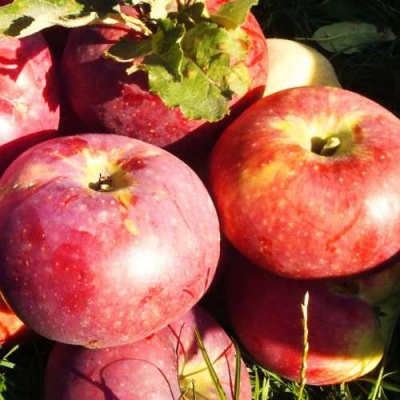 Яблоня АПОРТ в Якутске