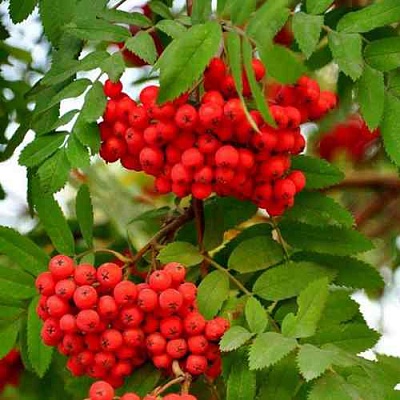 Рябина ОБЫКНОВЕННАЯ в Якутске