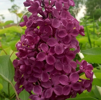Сирень ИНДИЯ в Якутске
