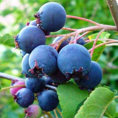 Ирга ПЕМБИНА в Якутске