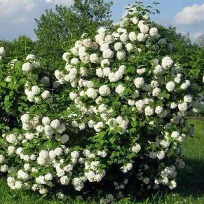 Калина БУЛЬДЕНЕЖ в Якутске