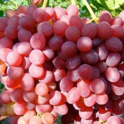 Виноград КИШМИШ КРАСНЫЙ в Якутске