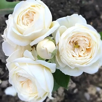 Роза АРТЕМИС шраб в Якутске