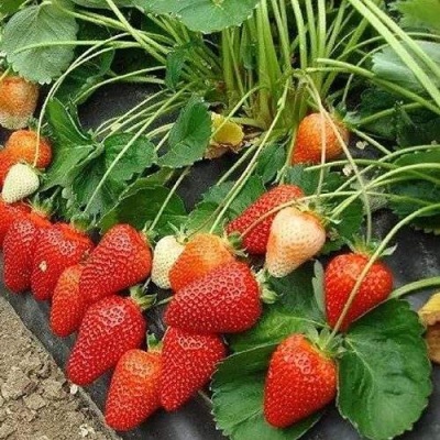 Клубника РОКСАНА в Якутске