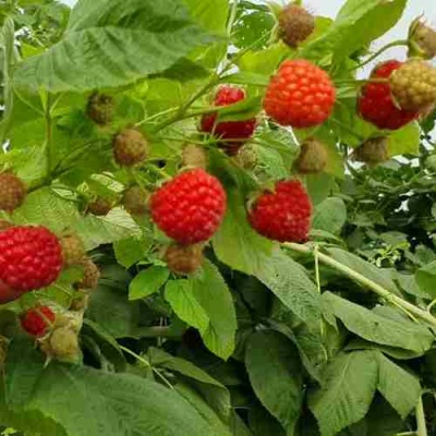 Малина КВЕЛЛИ в Якутске