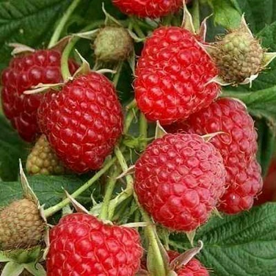 Малина ГЛЕН АМПЛ в Якутске