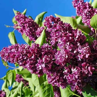 Сирень ЧАРЛЬЗ ДЖОЛИ в Якутске