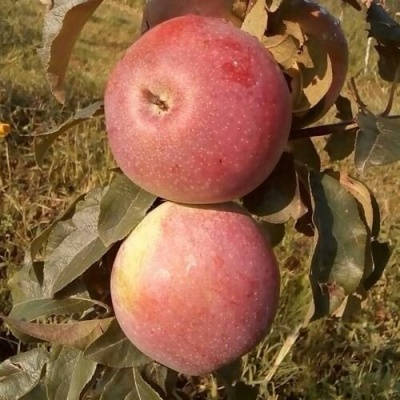 Яблоня АКСАМИТ в Якутске