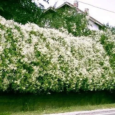 Фаллопия Фаллопия в Якутске