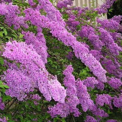 Сирень КИТАЙСКАЯ в Якутске