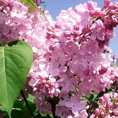 Сирень АДЕЛИНА в Якутске