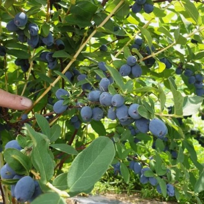 Жимолость съедобная КЛУБНИЧНАЯ СЕНСАЦИЯ в Якутске