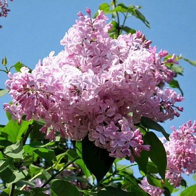 Сирень БУФФОН в Якутске