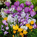 Луковичные растения Луковичные растения в Якутске