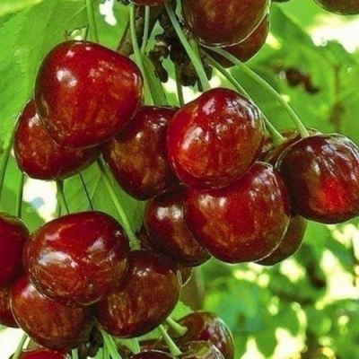 Черешня БУРЛАТ в Якутске