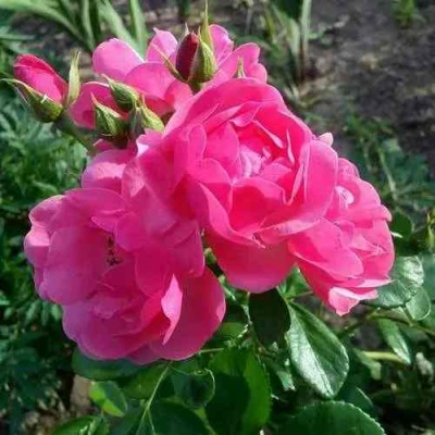 Роза АНГЕЛА флорибунда в Якутске