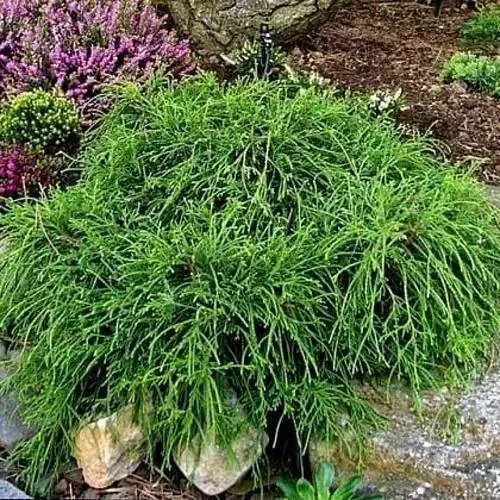 Кипарисовик ФИЛИФЕРА НАНА горохоплодный в Якутске