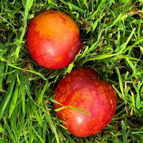 Шарафуга НЕКТАРИННАЯ в Якутске