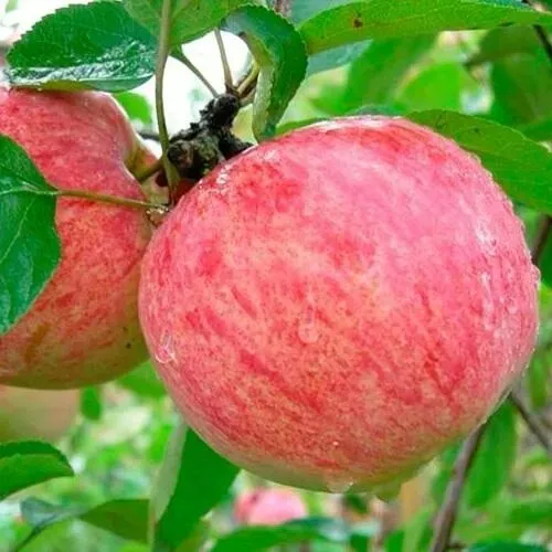 Яблоня КОРИЧНОЕ ПОЛОСАТОЕ в Якутске