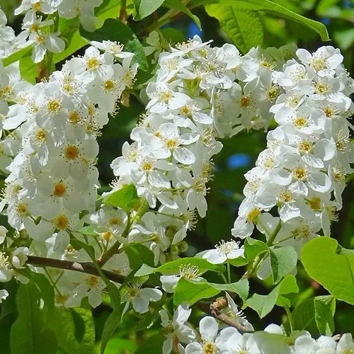 Черемуха ЧАЙКА в Якутске