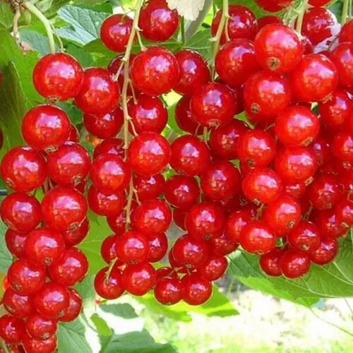 Смородина красная ФЕРТОДИ в Якутске