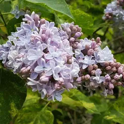 Сирень АУКУБАФОЛИЯ в Якутске