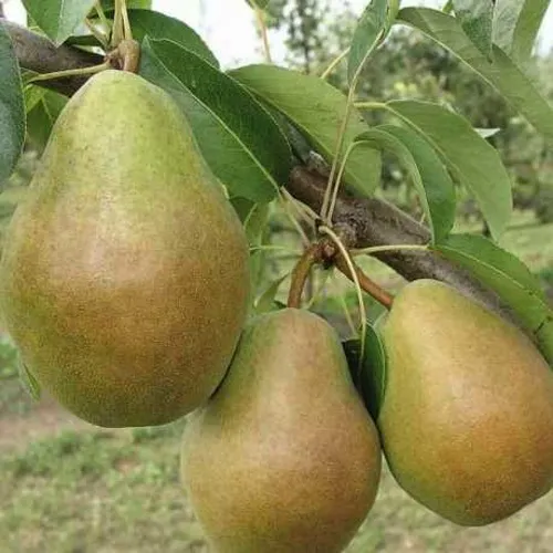 Груша СТАРИЙСКАЯ в Якутске