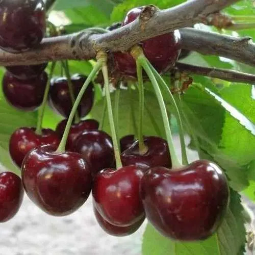 Черешня САММИТ в Якутске