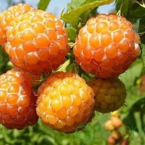 Малина КУМБЕРЛЕНД желтая в Якутске