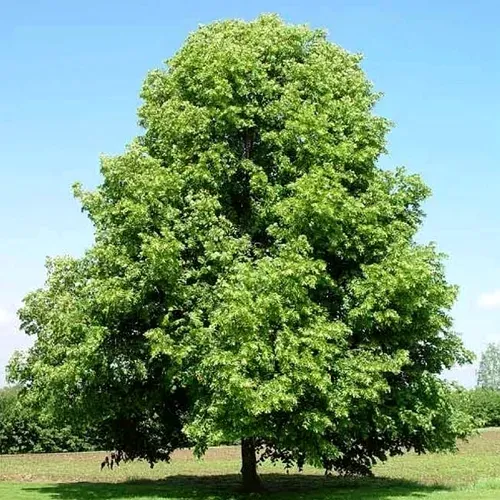 Липа мелколистная в Якутске