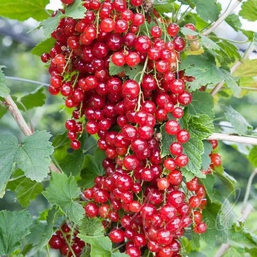 Смородина красная РЕД ЛЕЙК в Якутске