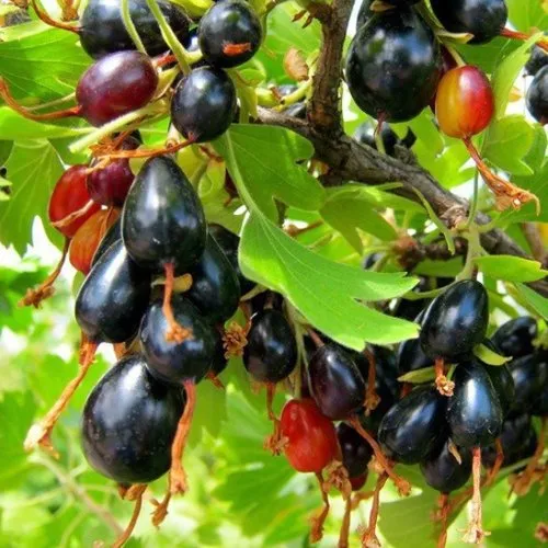 Смородина золотистая БОКАЛИНСКАЯ в Якутске