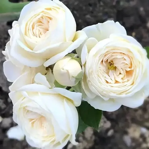 Роза АРТЕМИС шраб в Якутске