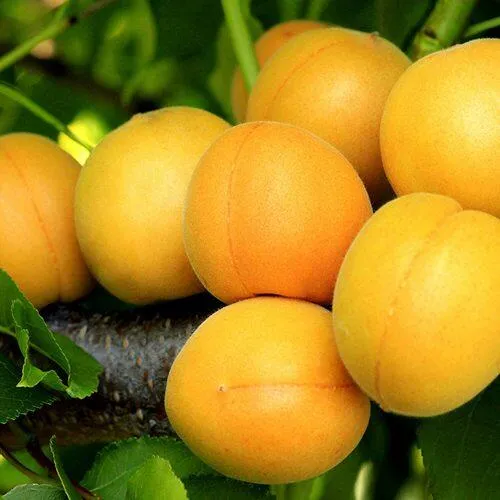 Абрикос ЦАРСКИЙ в Якутске