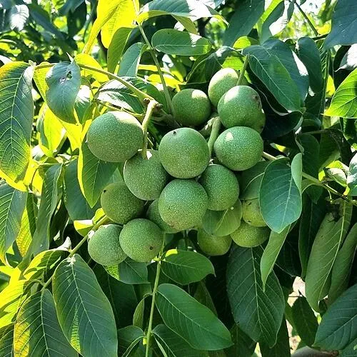 Грецкий орех  ИЗЯЩНЫЙ в Якутске